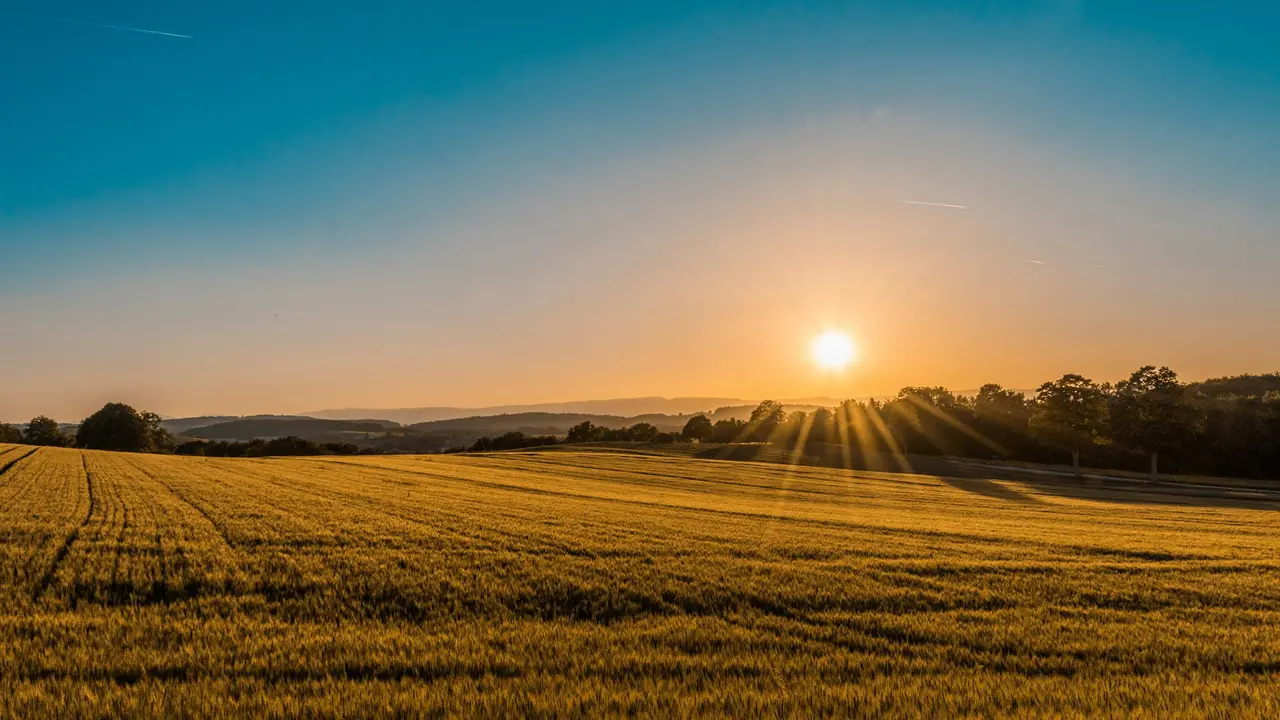 Lavoura dourada ao fim do dia, com o sol se pondo no horizonte