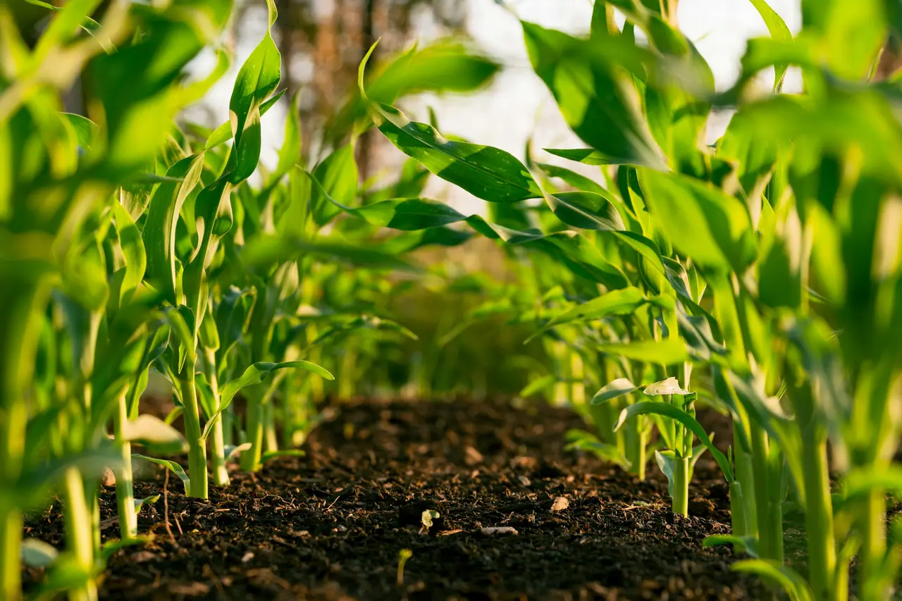 Plantas jovens de milho em fileiras na terra, vistas de perto