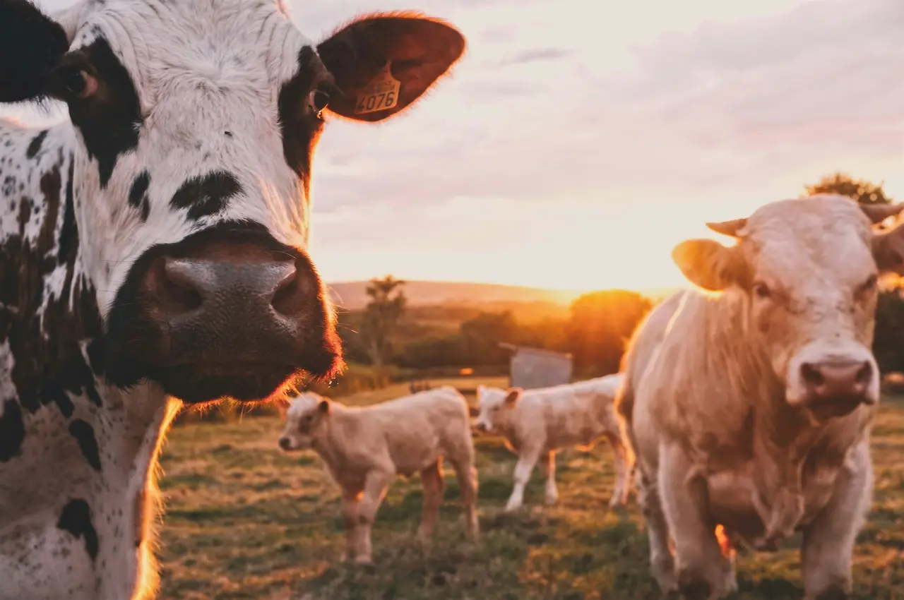 Bois e bezerros em pasto ao entardecer